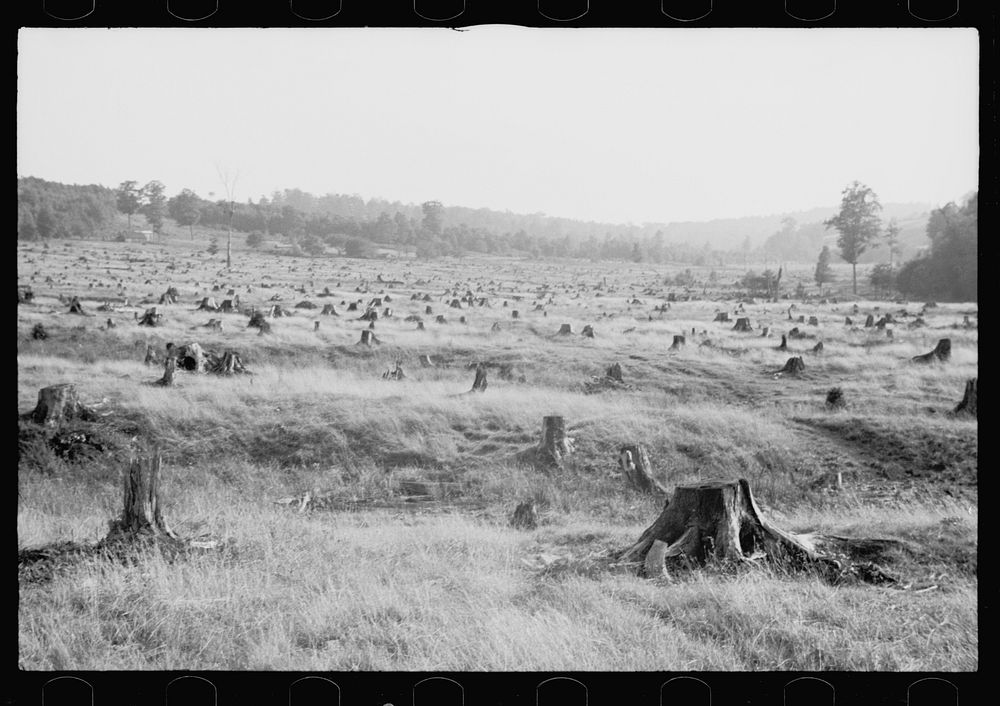 [Untitled photo, possibly related to: Cut-over, Garrett County, Maryland]. Sourced from the Library of Congress.