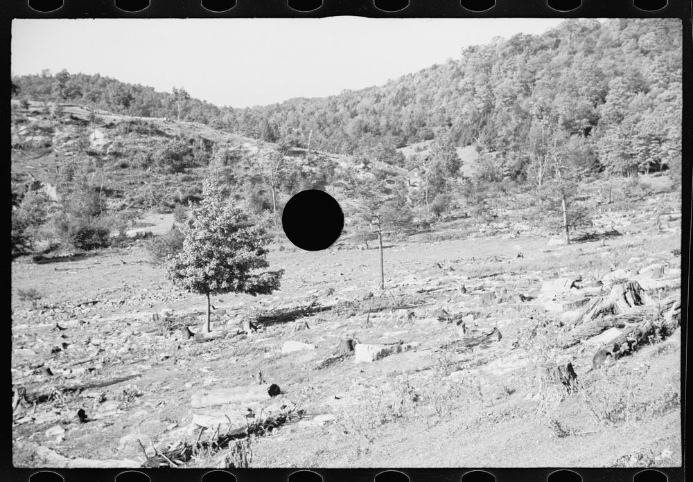 [Untitled photo, possibly related to: Timber, Garrett County, Maryland]. Sourced from the Library of Congress.