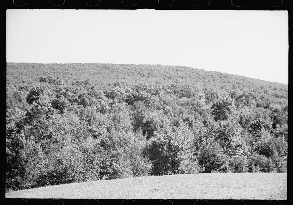 [Untitled photo, possibly related to: Timber, Garrett County, Maryland]. Sourced from the Library of Congress.