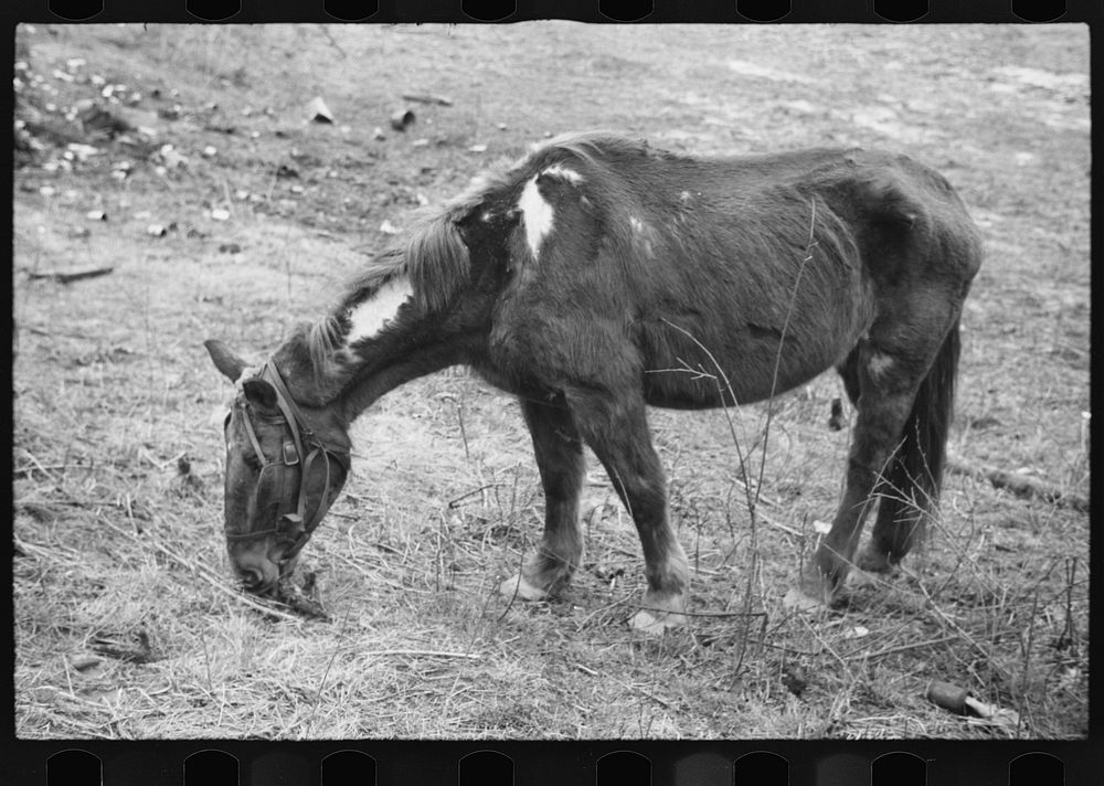 Neglected horse owned rehabilitation client, | Free Photo - rawpixel