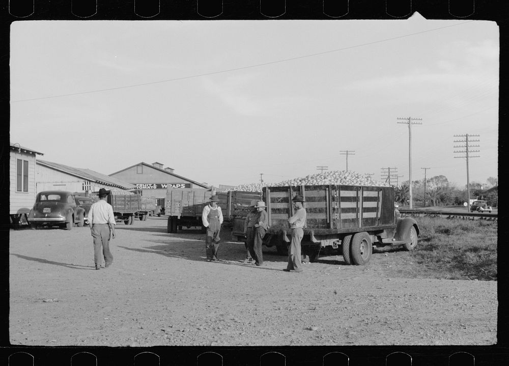 [Untitled photo, possibly related to: Trucks with grapefruit wait to be unloaded, juice plant, Weslaco, Texas]. Sourced from…