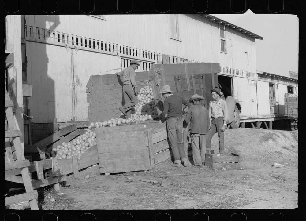 [Untitled photo, possibly related to: Sorting washed grapefruit, juice plant, Weslaco, Texas. This area of Texas, the Rio…