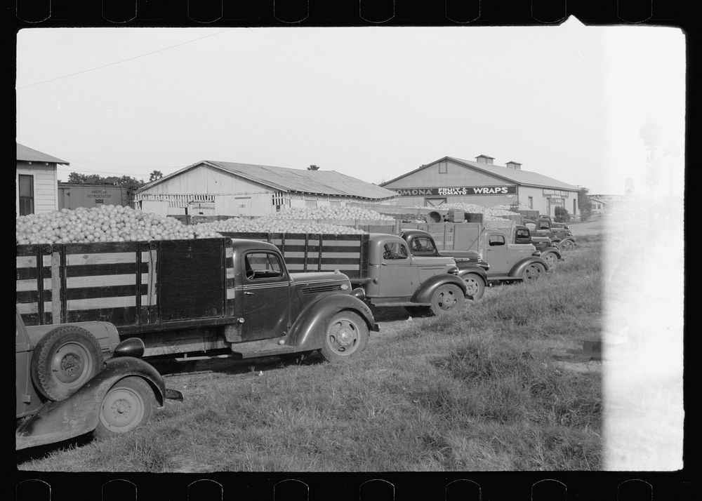 Trucks with grapefruit wait to be unloaded, juice plant, Weslaco, Texas. Sourced from the Library of Congress.