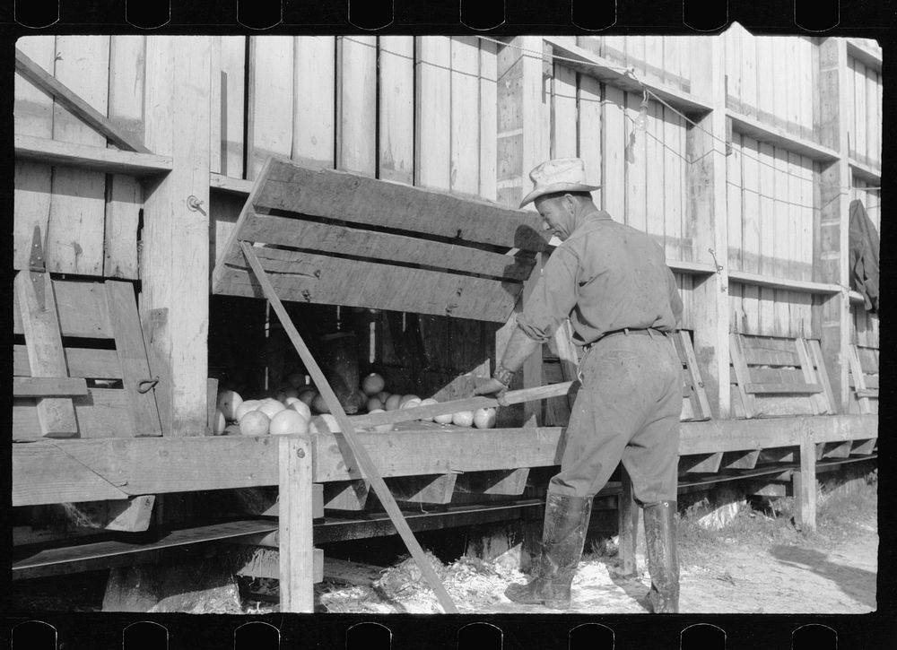 [Untitled photo, possibly related to: Grapefruit trucks, juice plant, Weslaco, Texas]. Sourced from the Library of Congress.