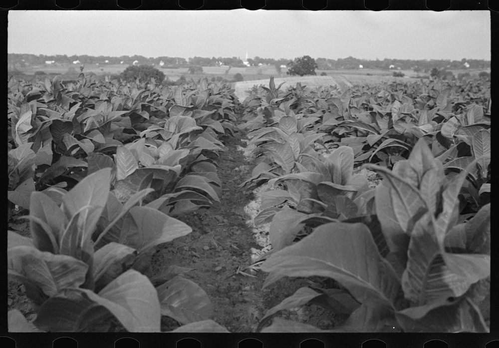 Tobacco field, Windsor Locks, Connecticut. Sourced from the Library of Congress.