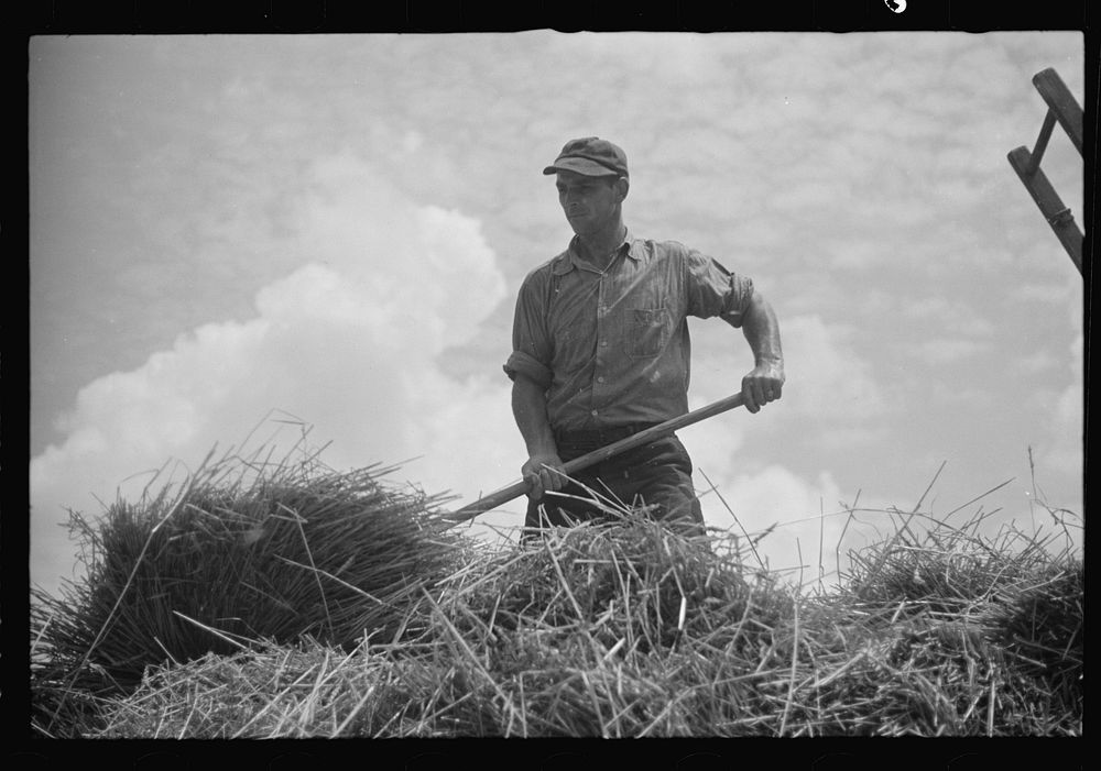 [Untitled photo, possibly related to: Brookeville, Maryland. Baling hay]