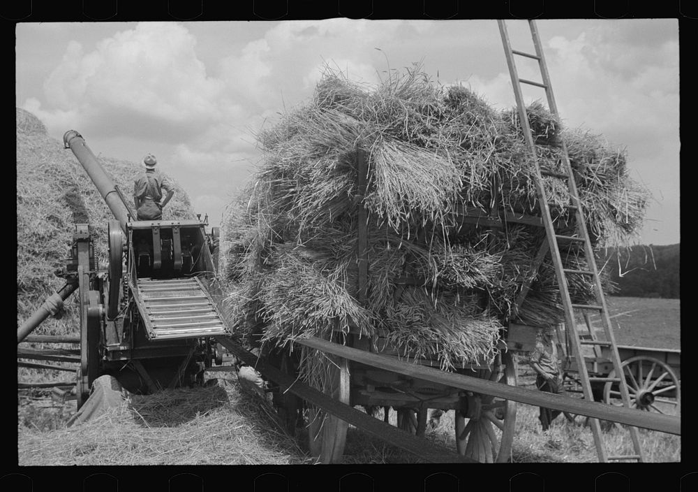 Threshing and baling, Brookeville, Maryland. Sourced from the Library of Congress.