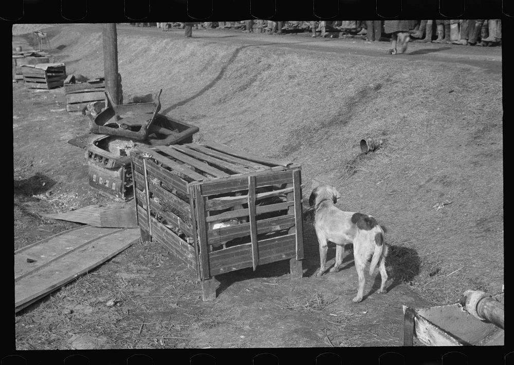 Poultry saved from the flood in the camp of Forrest City, Arkansas. Sourced from the Library of Congress.