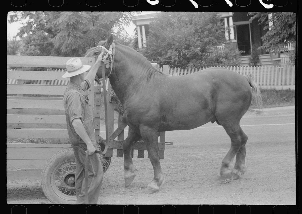 Percheron stallion brought to mare for mating, on farm near Pine Grove Mills, Pennsylvania. Sourced from the Library of…