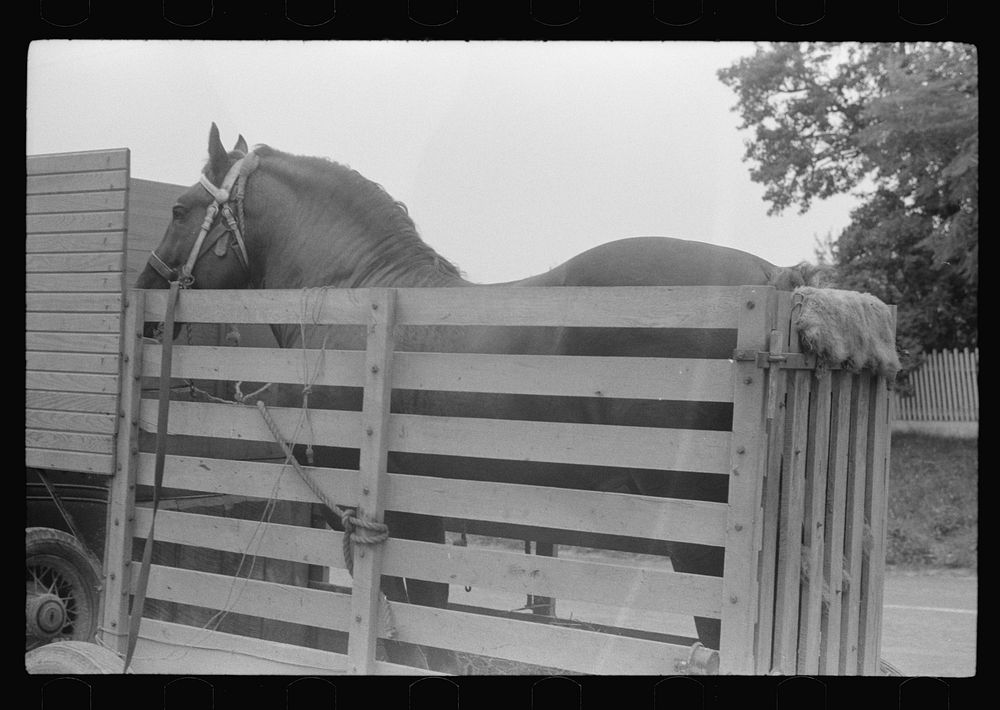 Percheron stallion brought to mare for mating, on farm near Pine Grove Mills, Pennsylvania. Sourced from the Library of…