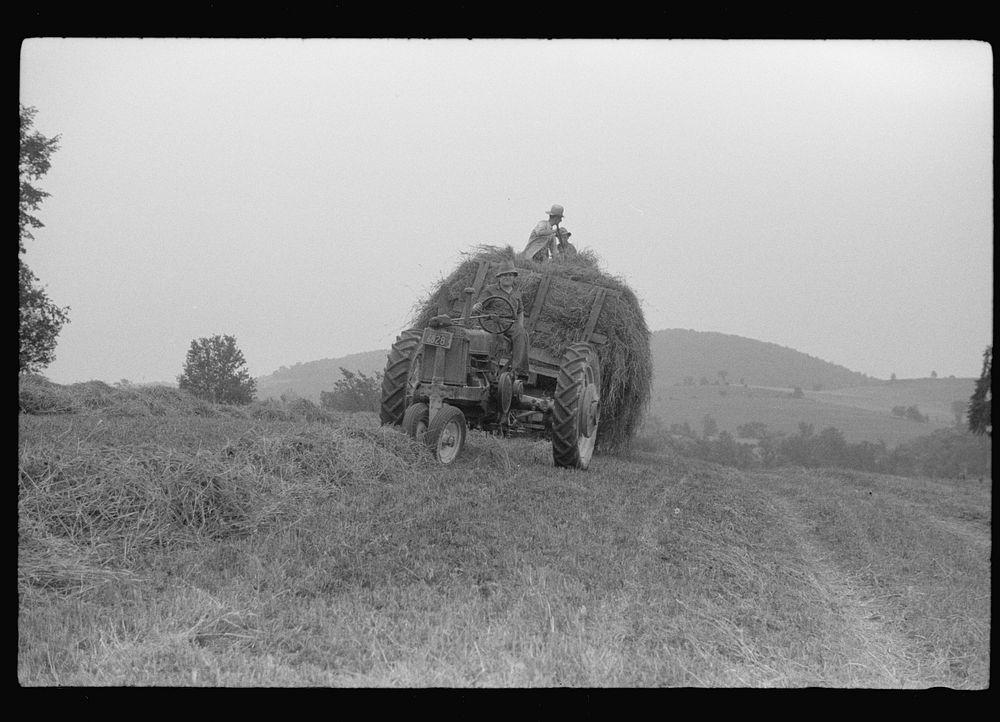 [Untitled photo, possibly related to: Percheron stallion brought to mare for mating, on farm near Pine Grove Mills…