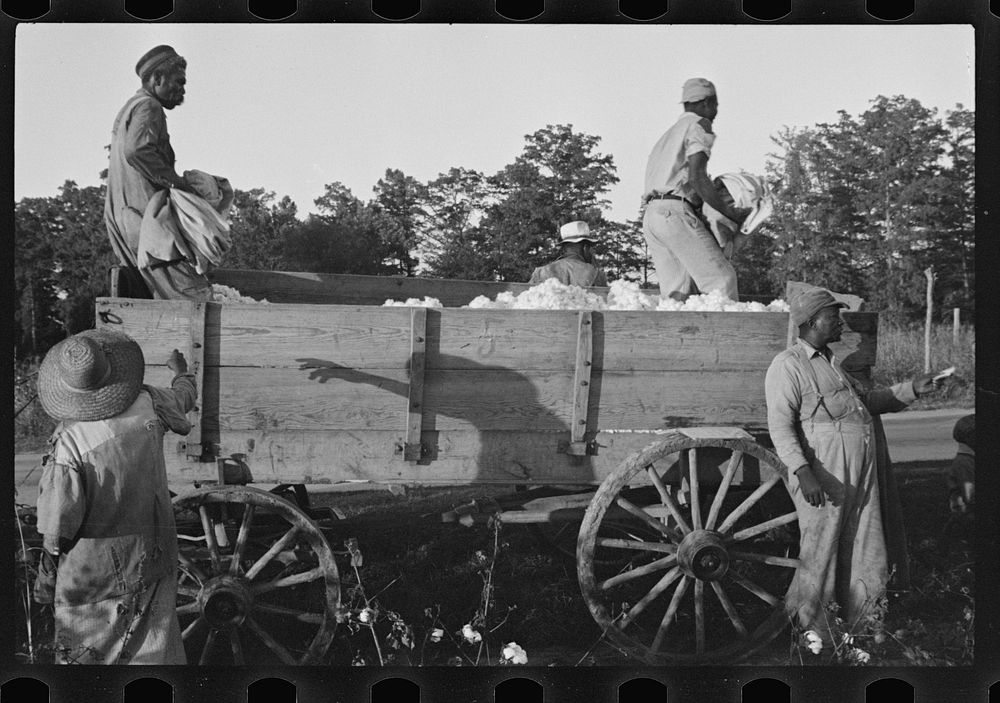 Bringing in cotton for weighing, Pulaski County, Arkansas. Sourced from the Library of Congress.