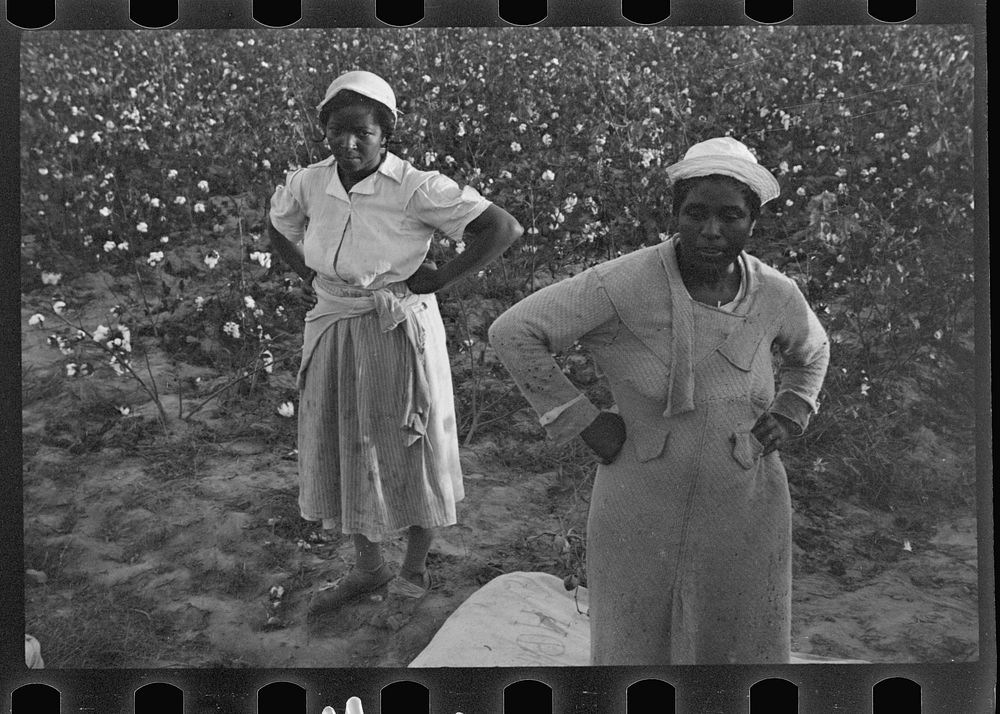 [Untitled photo, possibly related to: Cotton pickers, Pulaski County, Arkansas]. Sourced from the Library of Congress.