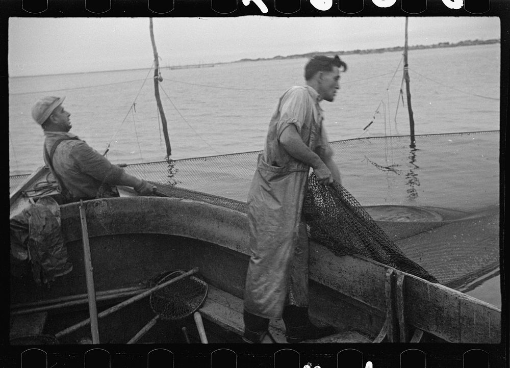 [Untitled photo, possibly related to: Aboard a trap fishing boat. Dipping fish aboard. See caption 5067-M1. Provincetown…