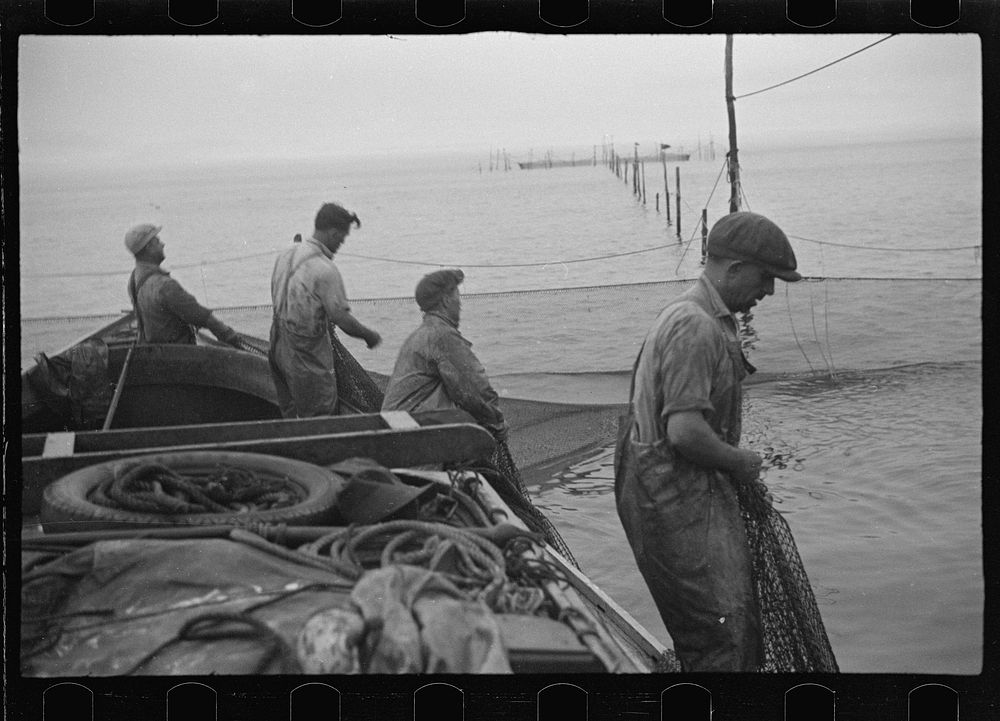 [Untitled photo, possibly related to: Aboard a trap fishing boat. Dipping fish aboard. See caption 5067-M1. Provincetown…
