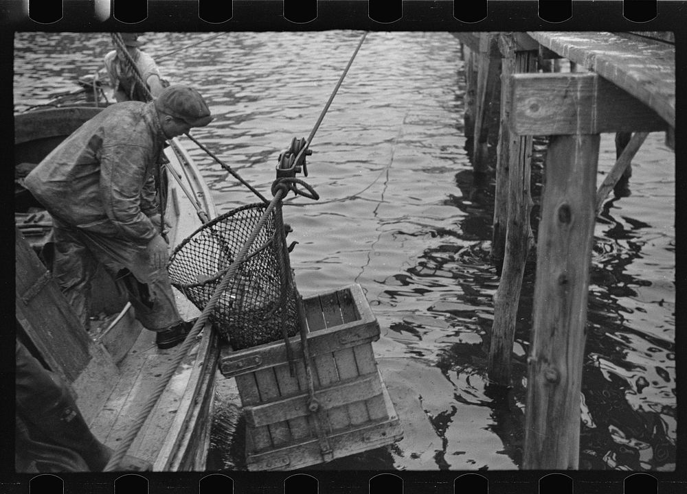 Aboard a trap fishing boat, delivering fish at the freezer. Most of the trap boats are owned by the freezers. Men work on…