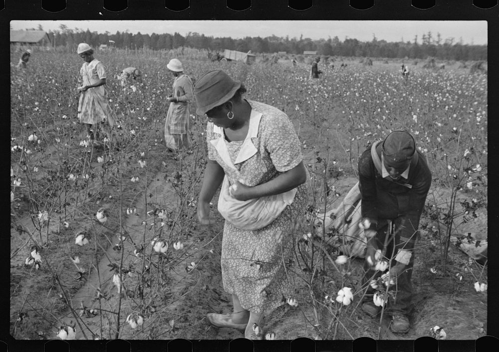 Picking cotton on Alexander plantation. Pulaski County, Arkansas. Sourced from the Library of Congress.
