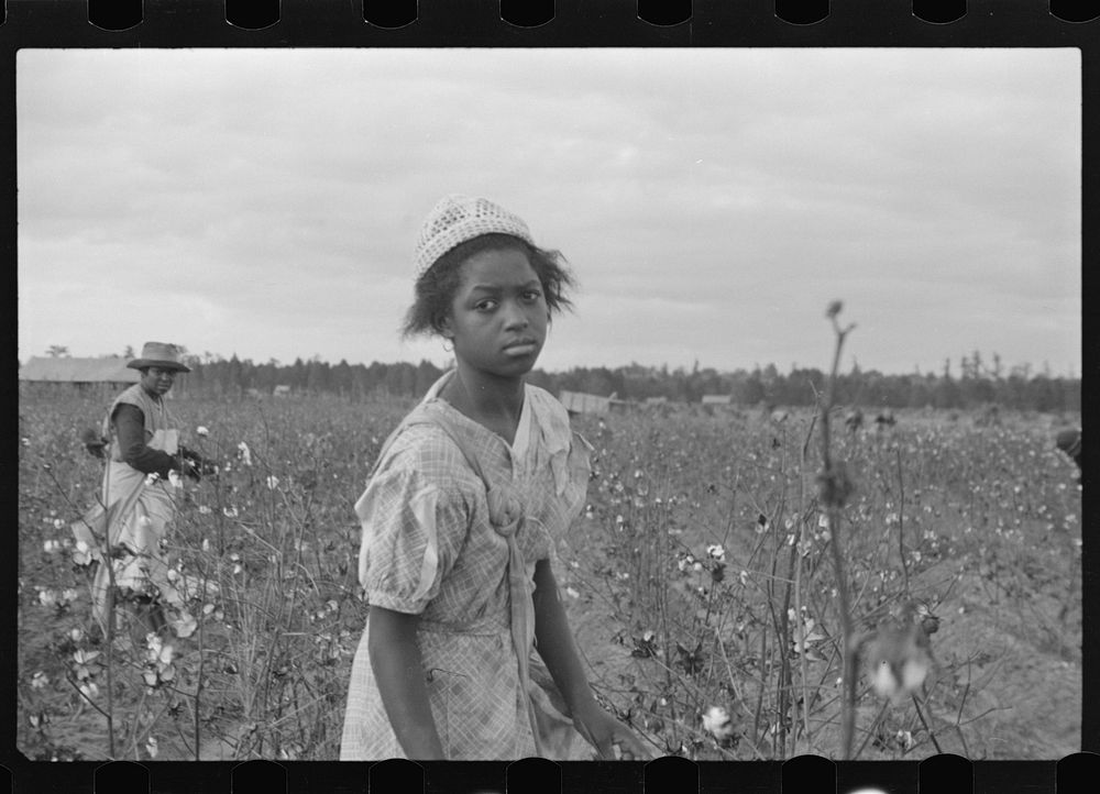 Picking cotton, Pulaski County, Arkansas. Sourced from the Library of Congress.
