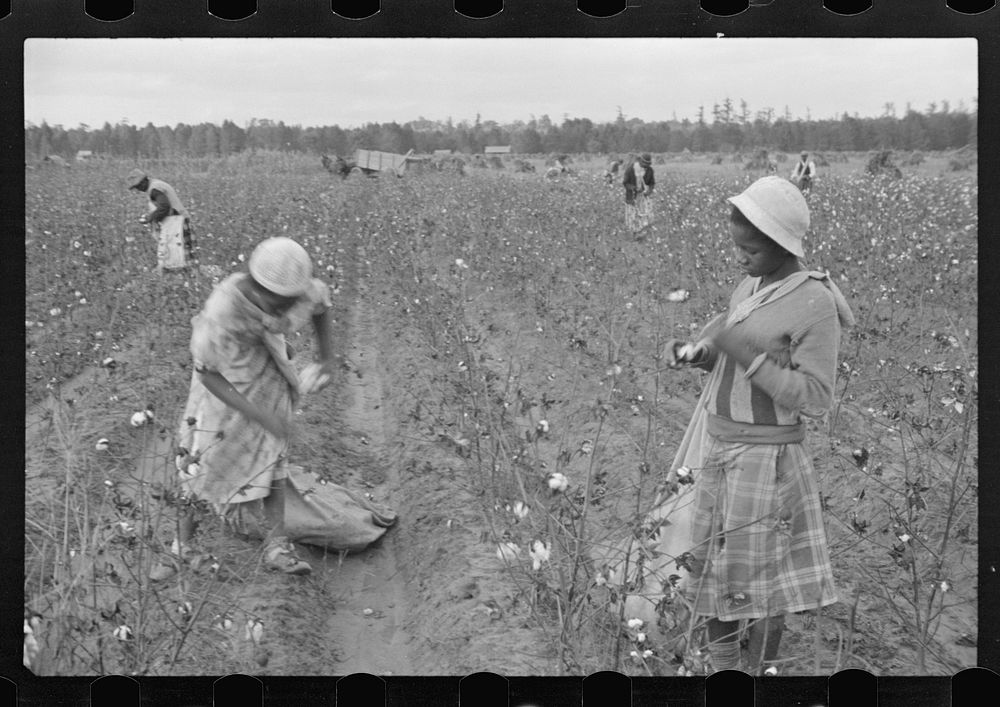 [Untitled photo, possibly related to: Cotton pickers, Pulaski County, Arkansas]. Sourced from the Library of Congress.