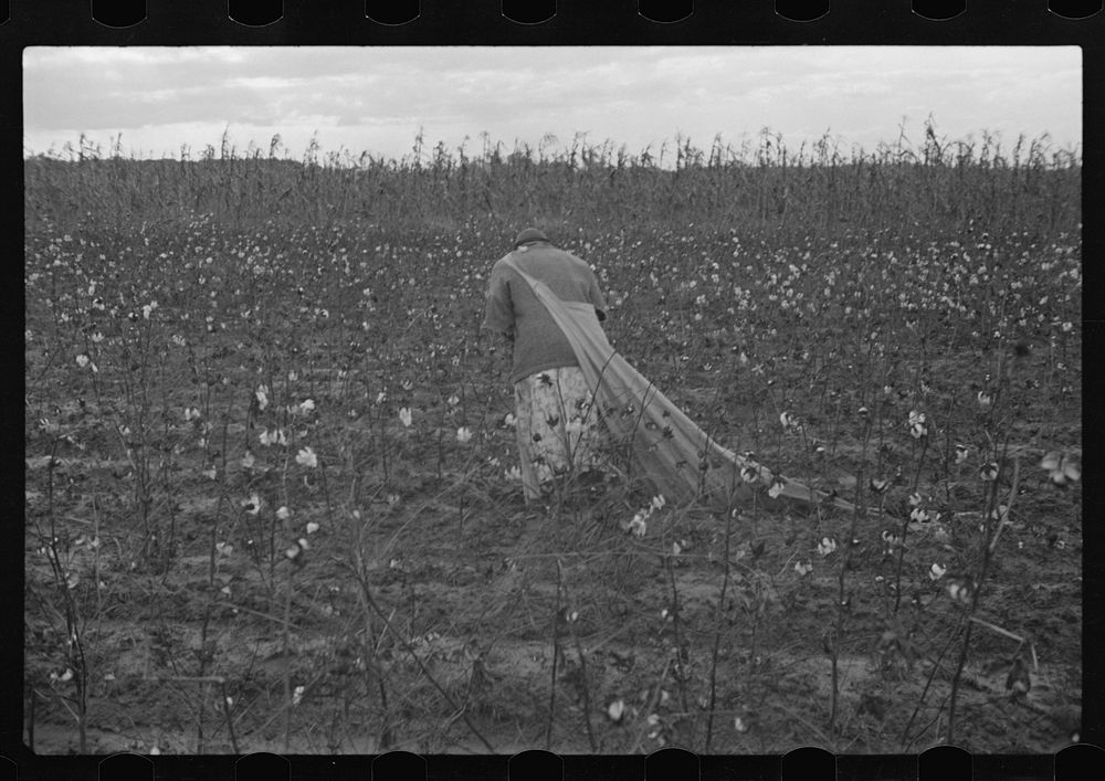 Picking cotton, Pulaski County, Arkansas. Sourced from the Library of Congress.