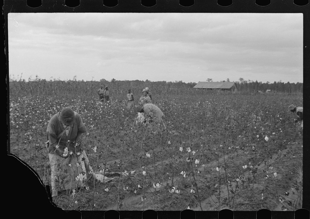[Untitled photo, possibly related to: Picking cotton, Pulaski County, Arkansas]. Sourced from the Library of Congress.