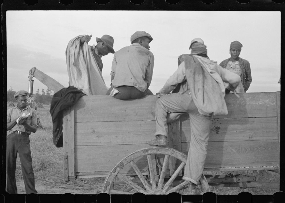 Cotton pickers at close of day, Pulaski County, Arkansas. Sourced from the Library of Congress.