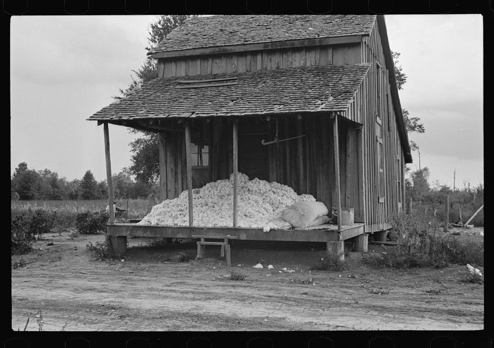 Cotton on porch of sharecropper's home, Maria plantation, Arkansas. Sourced from the Library of Congress.