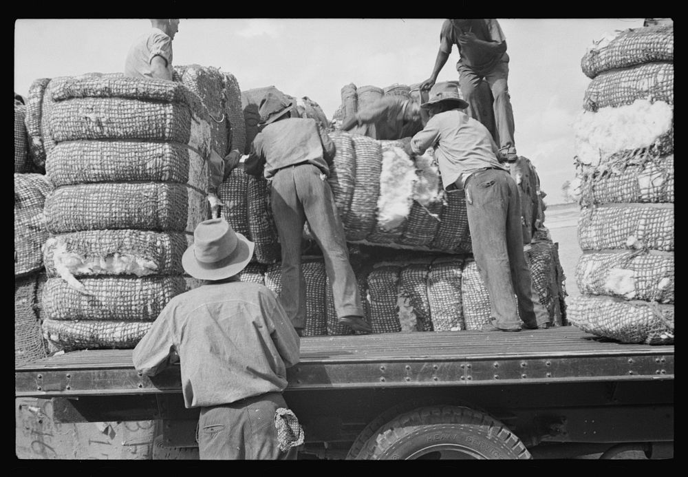 Loading cotton, Natchez, Mississippi. Sourced from the Library of Congress.