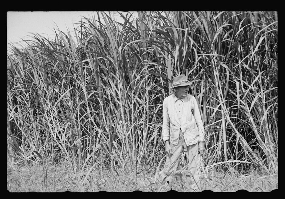 Sugarcane worker, Plaquemines Parish, Louisiana. Sourced from the Library of Congress.
