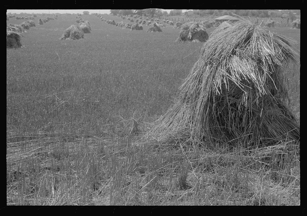 [Untitled photo, possibly related to: Wheat in shock, central Ohio]. Sourced from the Library of Congress.