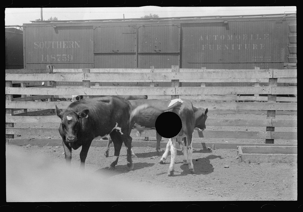 [Untitled photo, possibly related to: Cattle in pens at Pickaway Livestock Cooperative Association]. Sourced from the…