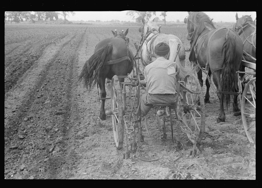 [Untitled photo, possibly related to: Cultivating corn with two-row cultivator, central Ohio]. Sourced from the Library of…
