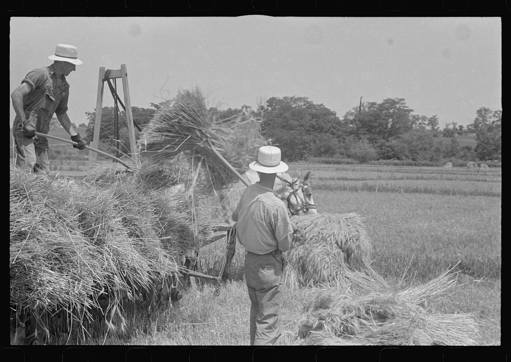 [Untitled photo, possibly related to: Loading bundles of wheat for hauling to thresher, central Ohio]. Sourced from the…