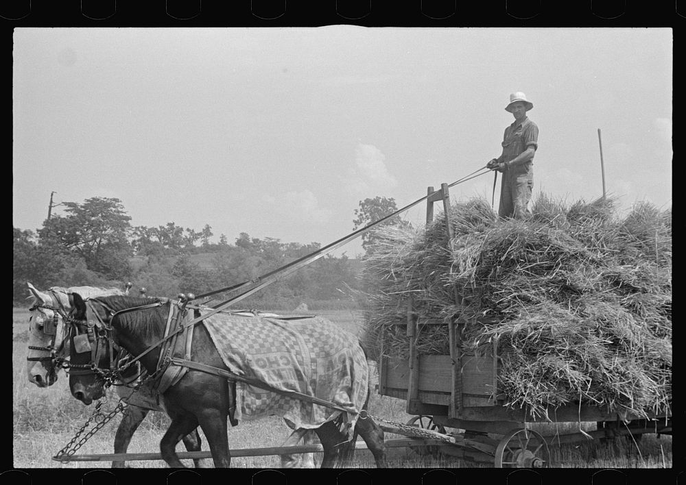 Hauling wheat to thresher, central Ohio. Sourced from the Library of Congress.