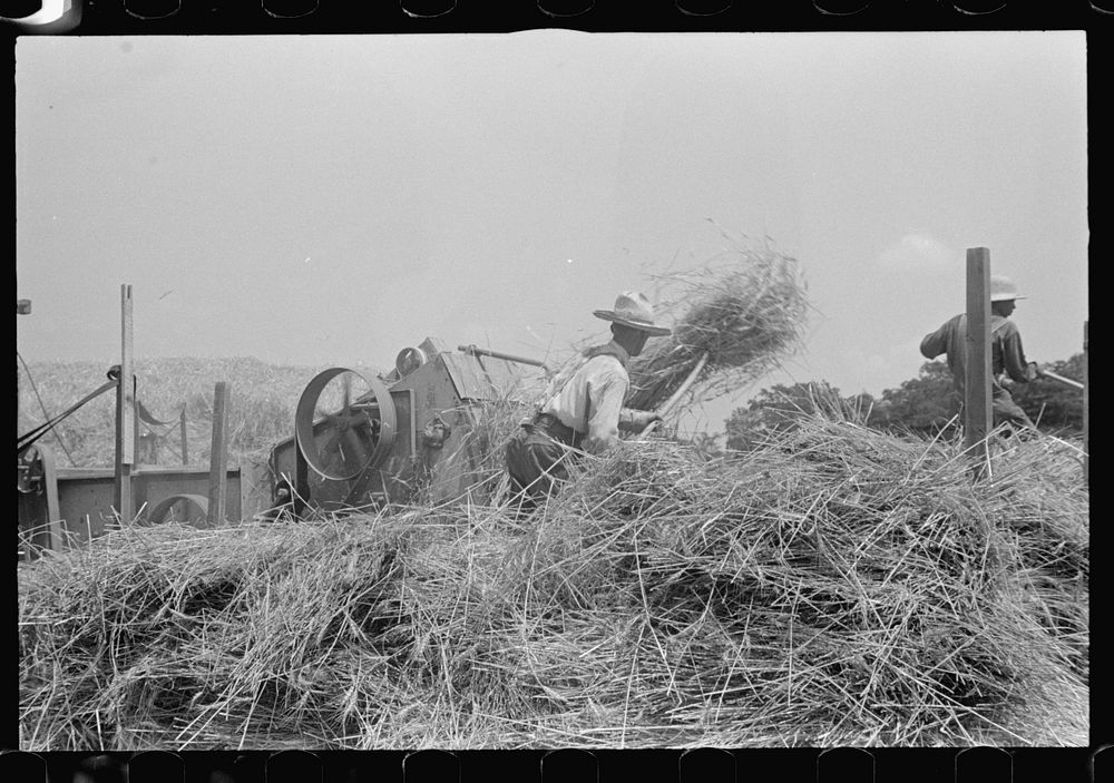 [Untitled photo, possibly related to: Filling truck with threshed grain, central Ohio (see general caption)]. Sourced from…
