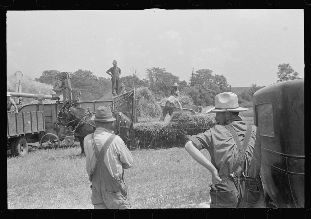 [Untitled photo, possibly related to: Wheat harvest in the field, feeding the thresher. See general caption. Taken in…