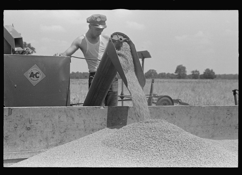 Dumping wheat into truck from combine, central Ohio. Sourced from the Library of Congress.