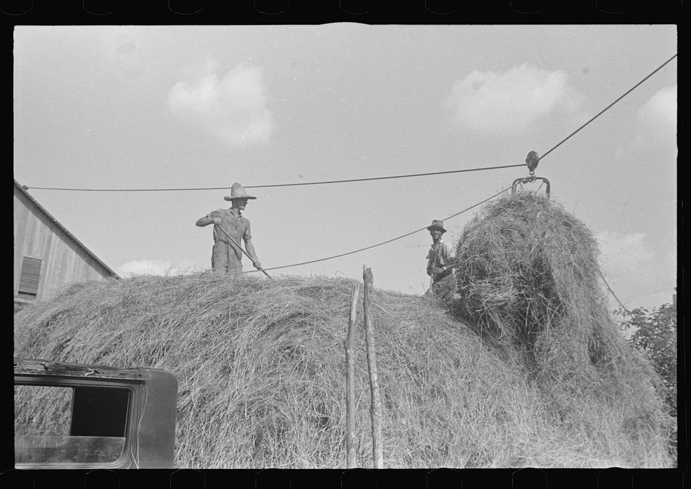 Stacking hay with cable rig and fork, central Ohio. Sourced from the Library of Congress.