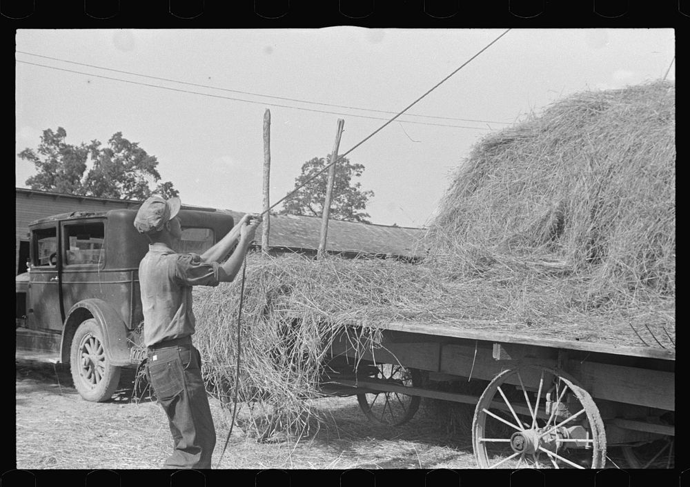 Boy with rope for dumping forkfull of hay on stack, central Ohio. Sourced from the Library of Congress.