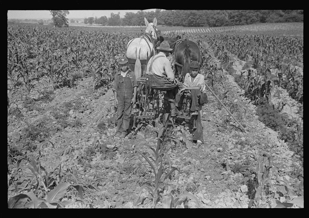 [Untitled photo, possibly related to: Cultivating corn, central Ohio]. Sourced from the Library of Congress.