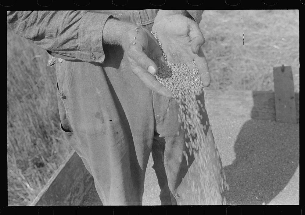 Wheat, central Ohio (see general caption). Sourced from the Library of Congress.