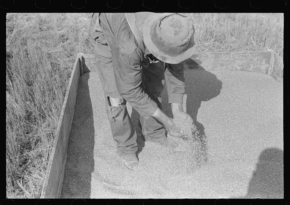 Farmer sampling wheat, central Ohio (see general caption). Sourced from the Library of Congress.