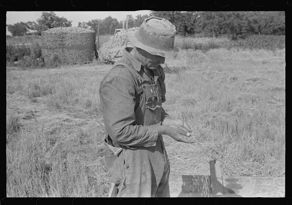 Farmer sampling his threshed wheat, central Ohio (see general caption). Sourced from the Library of Congress.