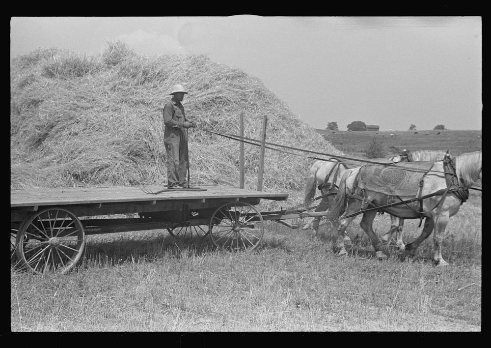 [Untitled photo, possibly related to: Loading bundles of wheat for hauling to thresher, central Ohio]. Sourced from the…