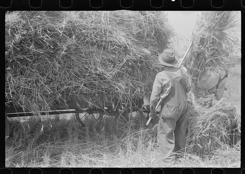 [Untitled photo, possibly related to: Loading bundles of wheat for hauling to thresher, central Ohio]. Sourced from the…