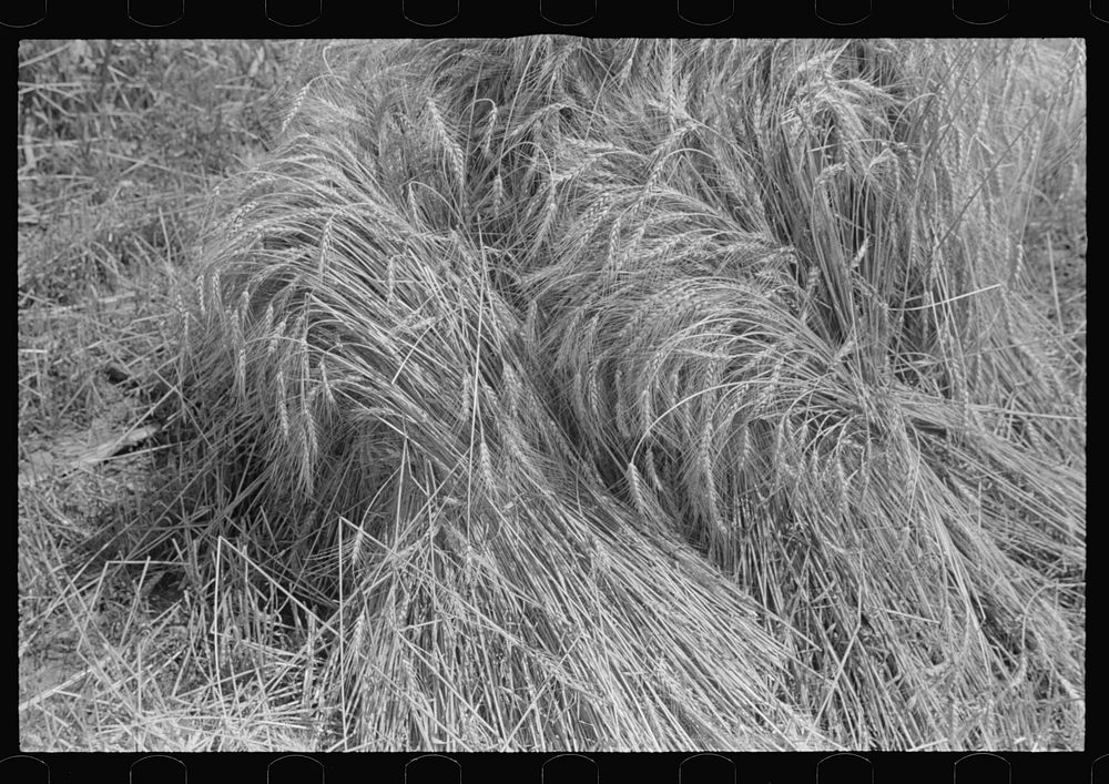 Wheat in shock, central Ohio. Sourced from the Library of Congress.