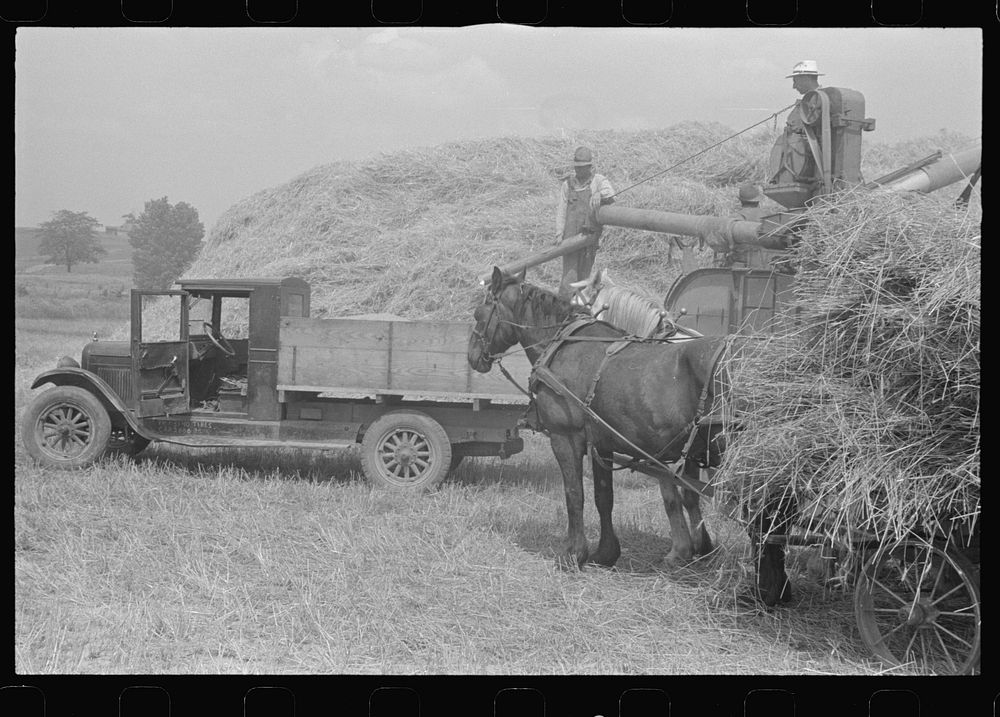 [Untitled photo, possibly related to: Wheat straw being piled by cyclone stacker, central Ohio (see general caption)].…