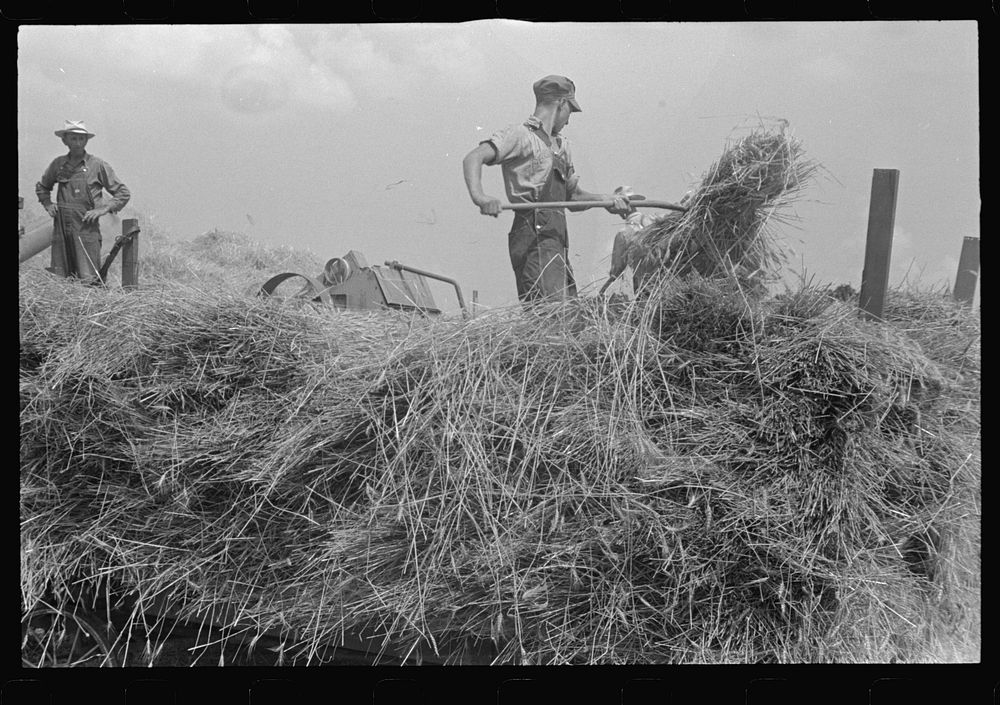 Wheat harvest in the field. Feeding the thresher, central Ohio (see general caption). Sourced from the Library of Congress.