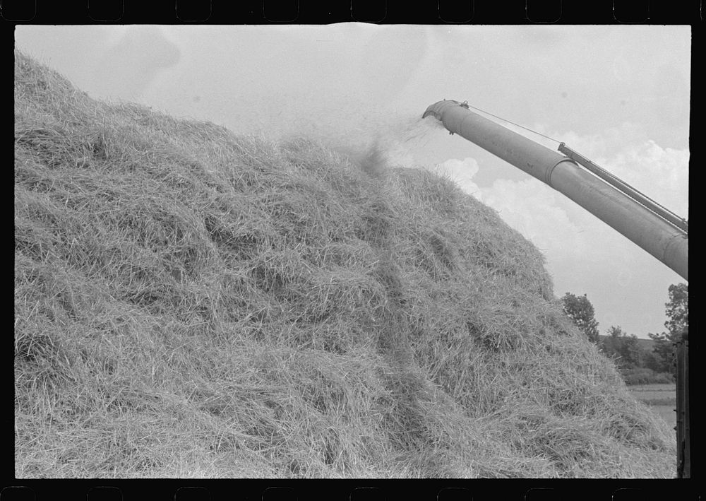 Wheat straw being piled by cyclone stacker, central Ohio (see general caption). Sourced from the Library of Congress.