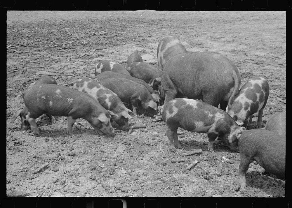 Hogs on the Thaxton farm, near Mechanicsburg, Ohio. Sourced from the Library of Congress.
